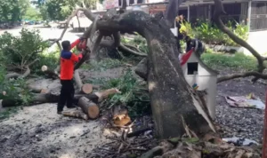 angin-kencang-robohkan-pohon-di-gor-padang-akses-sempat-terhambat