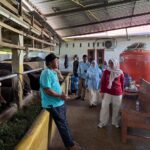 Pemkab Solok Awasi Sapi Kurban, Harga Masih Stabil