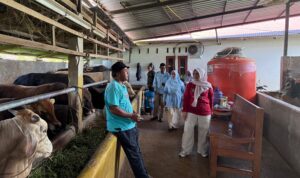 Pemkab Solok Awasi Sapi Kurban, Harga Masih Stabil Pemkab Solok Awasi Sapi Kurban, Harga Masih Stabil