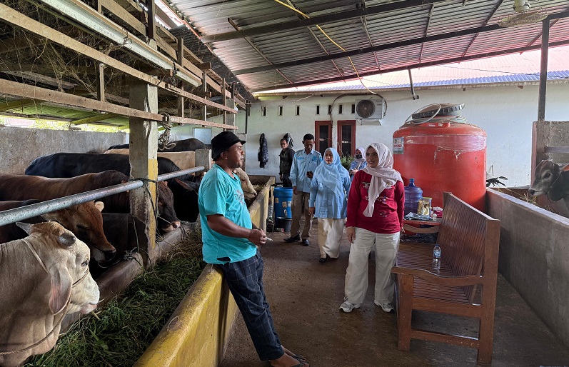 Pemkab Solok Awasi Sapi Kurban, Harga Masih Stabil