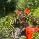 Petugas Padang Evakuasi Dua Pohon Tumbang Akibat Hujan Angin