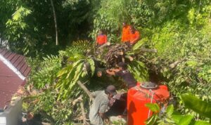 Petugas Padang Evakuasi Dua Pohon Tumbang Akibat Hujan Angin