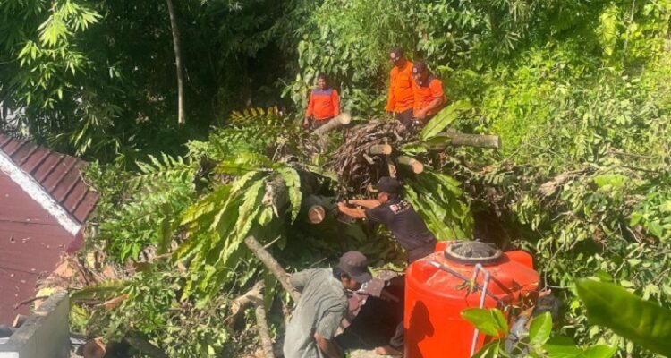 Petugas Padang Evakuasi Dua Pohon Tumbang Akibat Hujan Angin