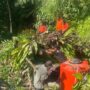 Petugas Padang Evakuasi Dua Pohon Tumbang Akibat Hujan Angin