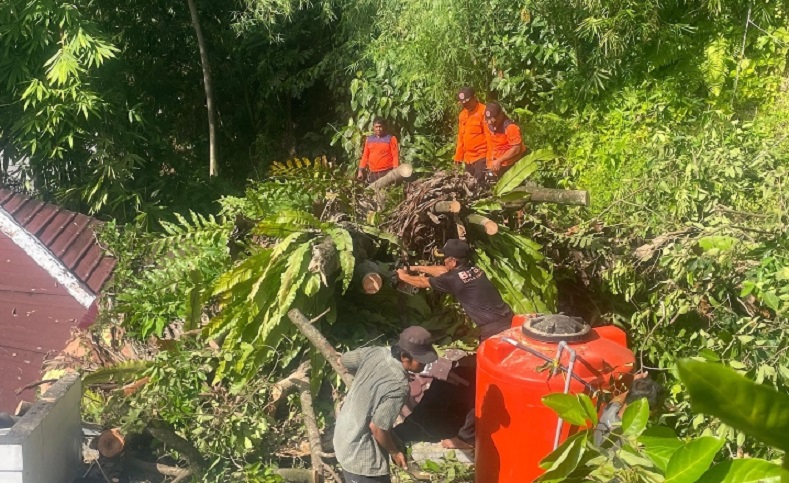 Petugas Padang Evakuasi Dua Pohon Tumbang Akibat Hujan Angin