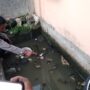 Polisi Selidiki Dua Warga Pasaman Barat Tewas di Kolam Getah Karet