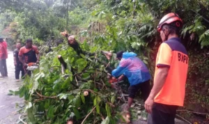 bpbd-padang-evakuasi-pohon-tumbang-yang-lumpuhkan-jalur-padang-painan