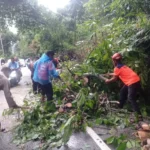 Pohon Tumbang di Jalur Padang-Painan Picu Kemacetan Panjang Dua Kilometer