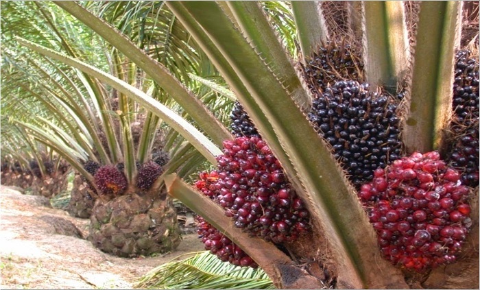 harga-tbs-sawit-di-pasbar-tembus-rp3.754,06-per-kilogram