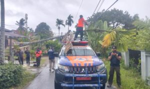 hujan-dan-angin-kencang-di-padang,-pohon-pinang-15-meter-tumbang-timpa-kabel-telepon-di-nanggalo
