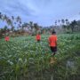 diduga-hanyut-di-sungai,-bocah-3,5-tahun-di-koto-tapan-pasaman-dicari-tim-sar-gabungan