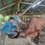 pemko-padang-gencarkan-vaksinasi-pmk-gratis-untuk-lindungi-hewan-ternak