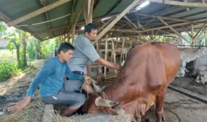 pemko-padang-gencarkan-vaksinasi-pmk-gratis-untuk-lindungi-hewan-ternak