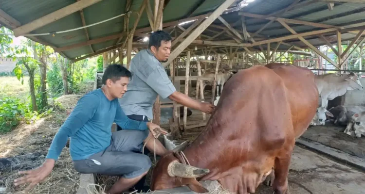 pemko-padang-gencarkan-vaksinasi-pmk-gratis-untuk-lindungi-hewan-ternak