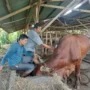 pemko-padang-gencarkan-vaksinasi-pmk-gratis-untuk-lindungi-hewan-ternak