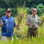 perkuat-ketahanan-pangan,-camat-baso-panen-perdana-padi-gogo-di-lahan-kwt-kapau-sakato 