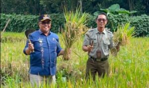 perkuat-ketahanan-pangan,-camat-baso-panen-perdana-padi-gogo-di-lahan-kwt-kapau-sakato perkuat-ketahanan-pangan,-camat-baso-panen-perdana-padi-gogo-di-lahan-kwt-kapau-sakato