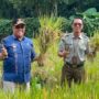 perkuat-ketahanan-pangan,-camat-baso-panen-perdana-padi-gogo-di-lahan-kwt-kapau-sakato 