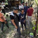 tanam-ganja-di-kebun-karet,-dua-bersaudara-di-agam-diamankan-polisi