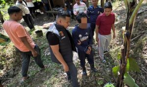 tanam-ganja-di-kebun-karet,-dua-bersaudara-di-agam-diamankan-polisi