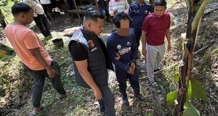 tanam-ganja-di-kebun-karet,-dua-bersaudara-di-agam-diamankan-polisi