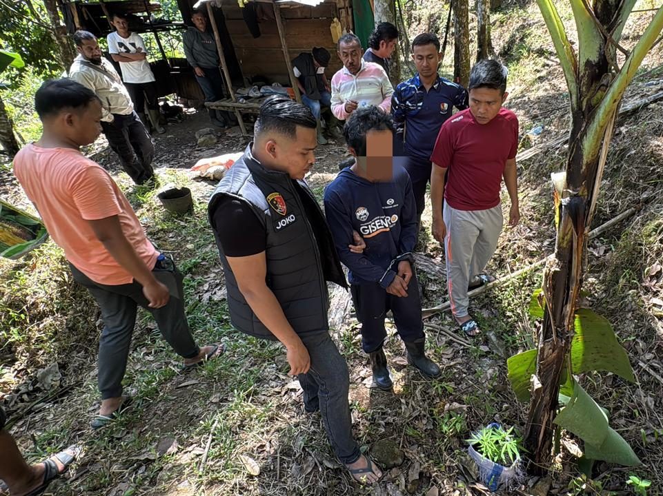 tanam-ganja-di-kebun-karet,-dua-bersaudara-di-agam-diamankan-polisi