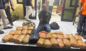 penyelundupan-ganja-lintas-provinsi-digagalkan-di-pasaman-barat,-kurir-beserta-30-paket-barang-bukti-diamankan