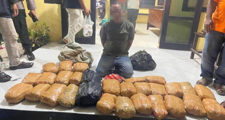 penyelundupan-ganja-lintas-provinsi-digagalkan-di-pasaman-barat,-kurir-beserta-30-paket-barang-bukti-diamankan