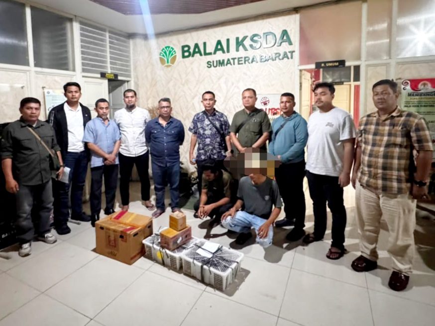 polda-sumbar-dan-bksda-gagalkan-penyelundupan-puluhan-beo-mentawai-di-bungus
