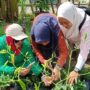 Ketua DPRD Sumbar Muhidi meninjau kegiatan budidaya tanaman dan produk olahan pertanian bersama KWT Sumber Rizki di Padang.